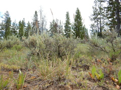 Carex petasata