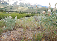 Carex petasata