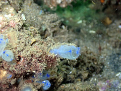 Clavelina australis