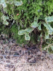 Marchantia polymorpha ruderalis
