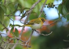 Hemithraupis guira
