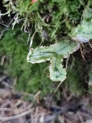 Marchantia polymorpha ruderalis
