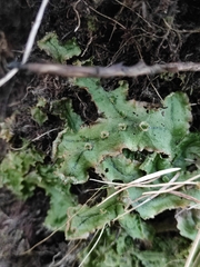 Marchantia polymorpha ruderalis