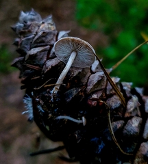 Baeospora