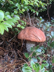 Leccinum largentii