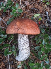 Leccinum largentii