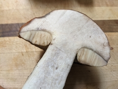 Leccinum largentii