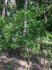 Styphnolobium affine