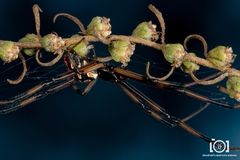Latrodectus mactans image