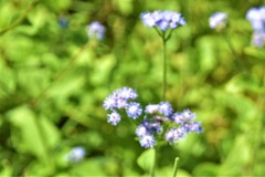 Praxelis clematidea