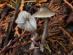 Mycena quiniaultensis