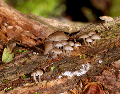 Roridomyces austrororidus