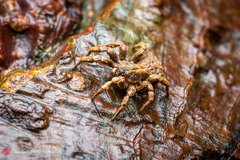 Cryptothele sundaica