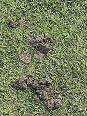 Hydrochoerus hydrochaeris