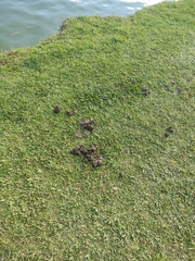 Hydrochoerus hydrochaeris