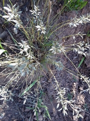 Eragrostis racemosa