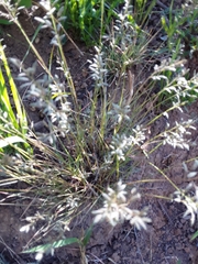 Eragrostis racemosa