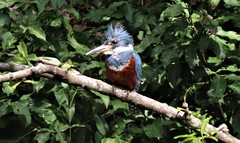 Megaceryle torquata