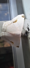 Sericoptera