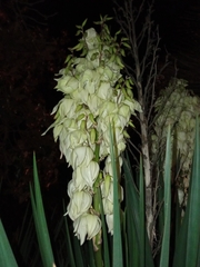 Yucca gloriosa