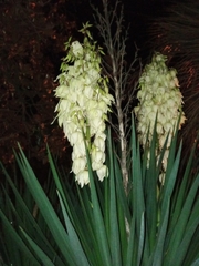 Yucca gloriosa