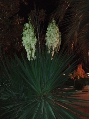 Yucca gloriosa
