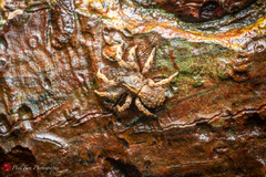 Cryptothele sundaica