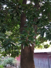 Magnolia grandiflora