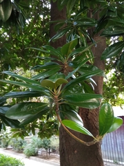 Magnolia grandiflora