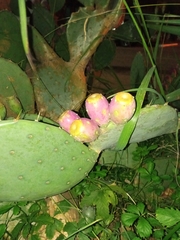 Opuntia