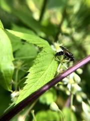 Philanthus solivagus