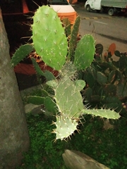 Opuntia