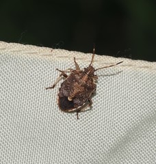 Oncocoris geniculatus