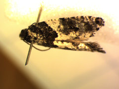 Gypsonoma adjuncta