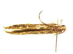 Batrachedra praeangusta