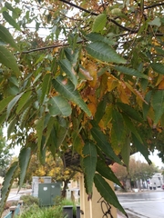 Zelkova serrata