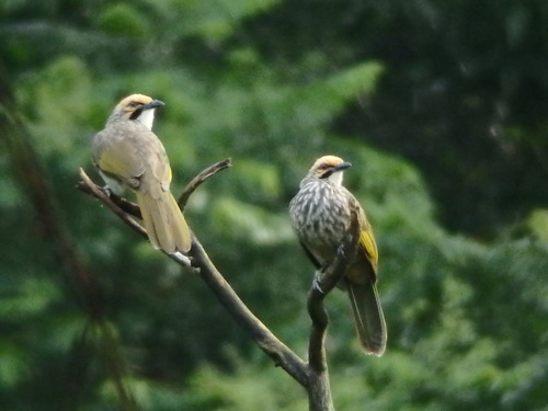Straw-headed Bulbul (Pycnonotus zeylanicus), photo 10