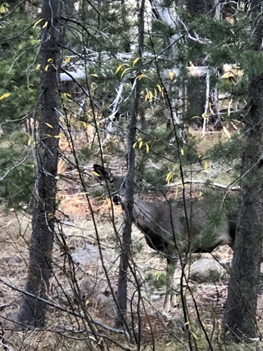iNaturalist observation photo of Mule Deer