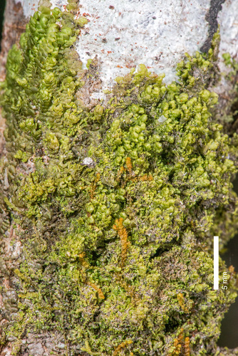 Radula physoloba