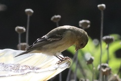 Spinus psaltria
