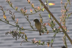 Spinus psaltria