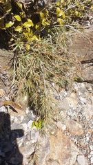 Dracophyllum pubescens