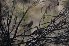 Pyrrholaemus brunneus