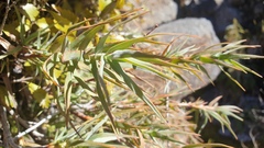 Dracophyllum pubescens