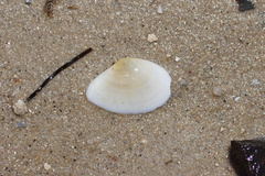 Macomona deltoidalis