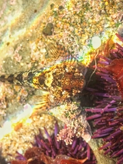Clinocottus recalvus