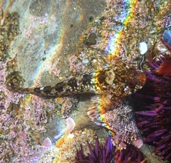 Clinocottus recalvus