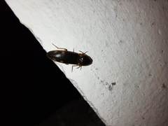 Conoderus semimarginatus