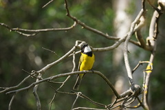 Pachycephala fuliginosa