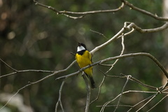 Pachycephala fuliginosa